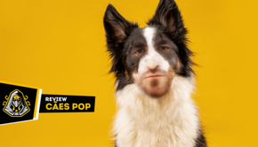 cães pop: batalha de likes